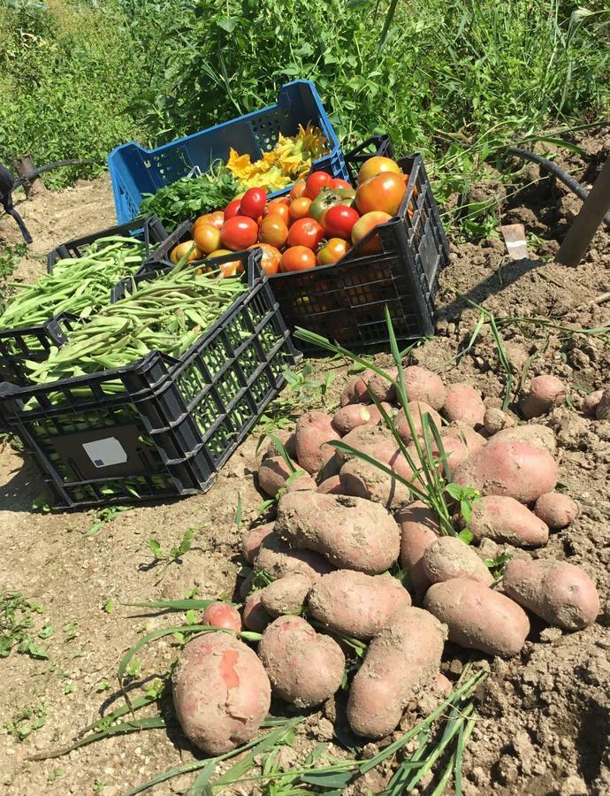 Agriturismo Carrozzino Sersale エクステリア 写真
